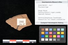 Foto (Objekt + Etikett) von Pinus leuce Unger (NHMW-GEO-2024-0188-0301)